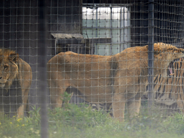 tiger, lev, klietka