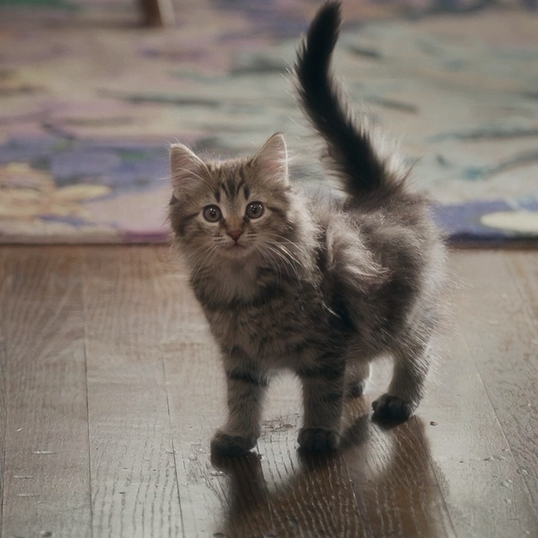Stalo sa nemysliteľné. Do života Carrie vstúpil nový člen rodiny. Adoptovala si mačiatko.