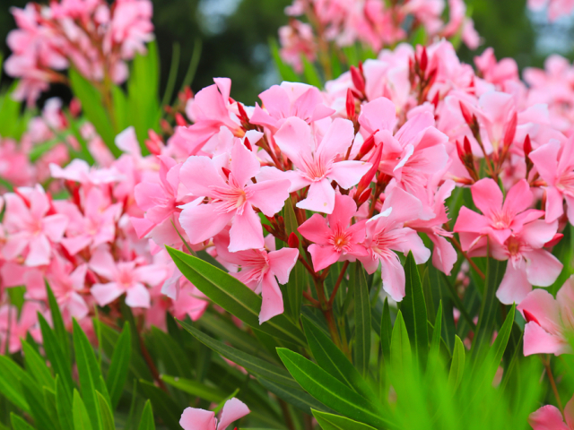 oleander