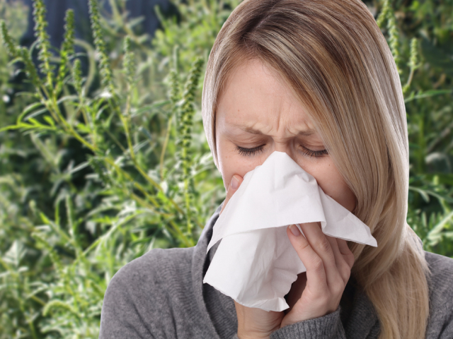 alergia, žena, ambrózia, peľ