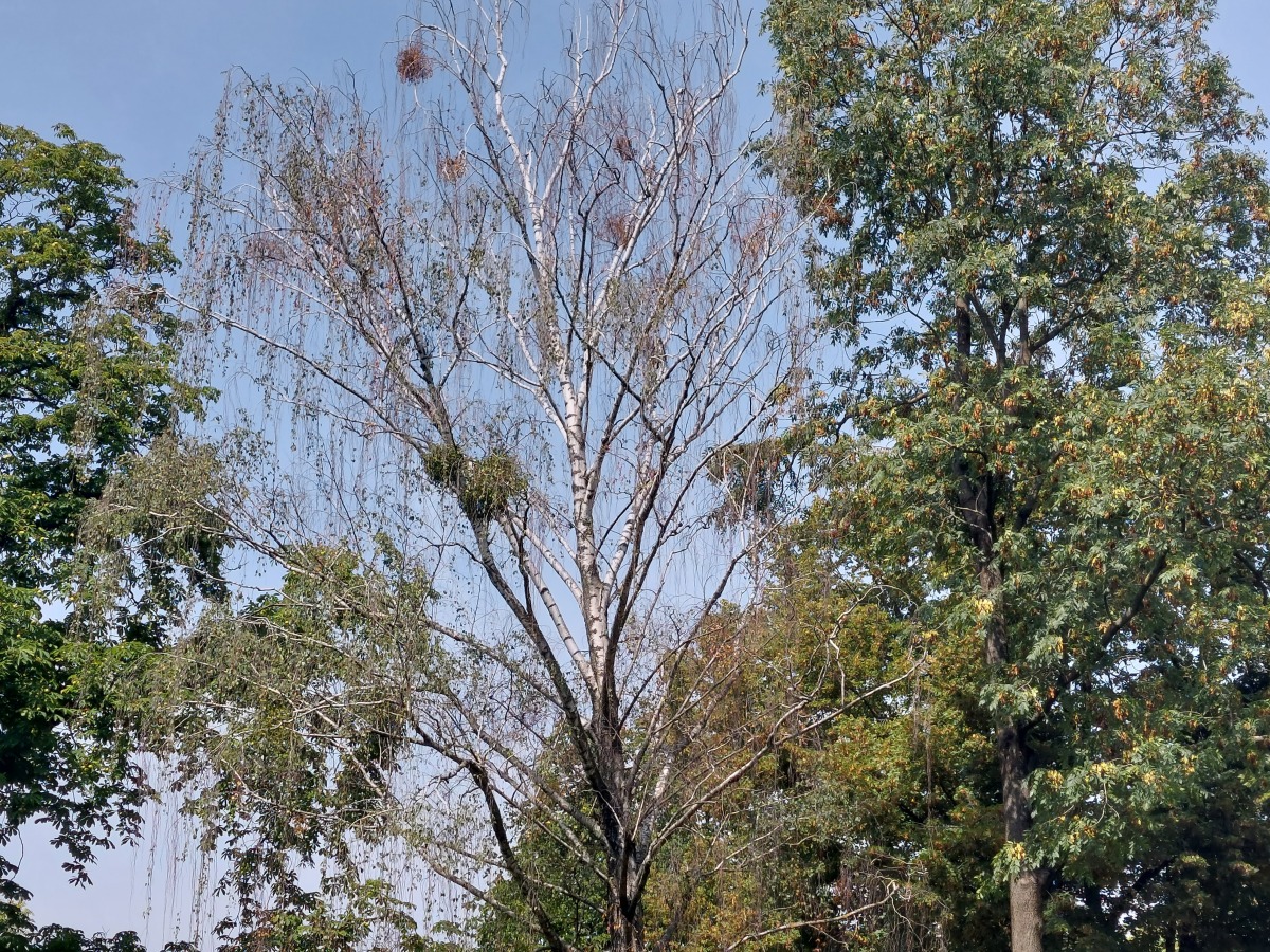 Mestský park Košice