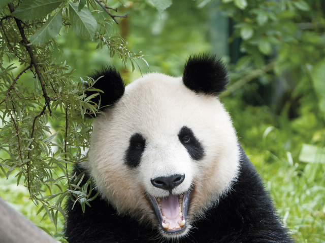Schönbrunn, zoo, Rakúsko, panda