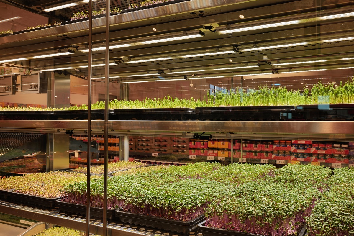 Kaufland