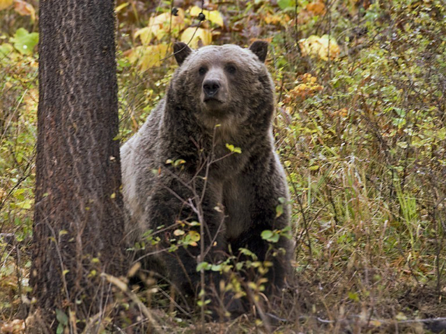 Medveď grizzly