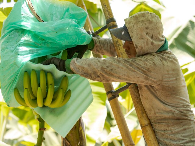 banan, peru