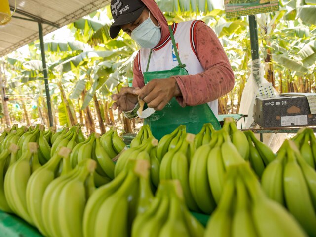 banan, peru