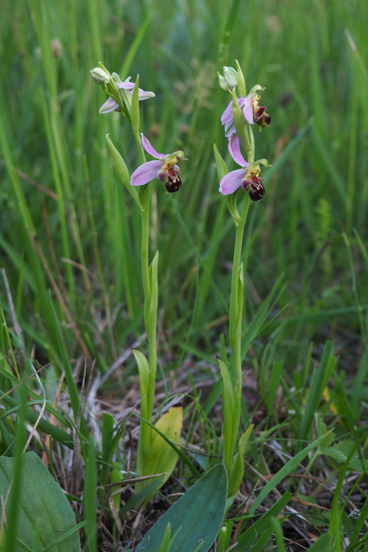 Ophrys apifera