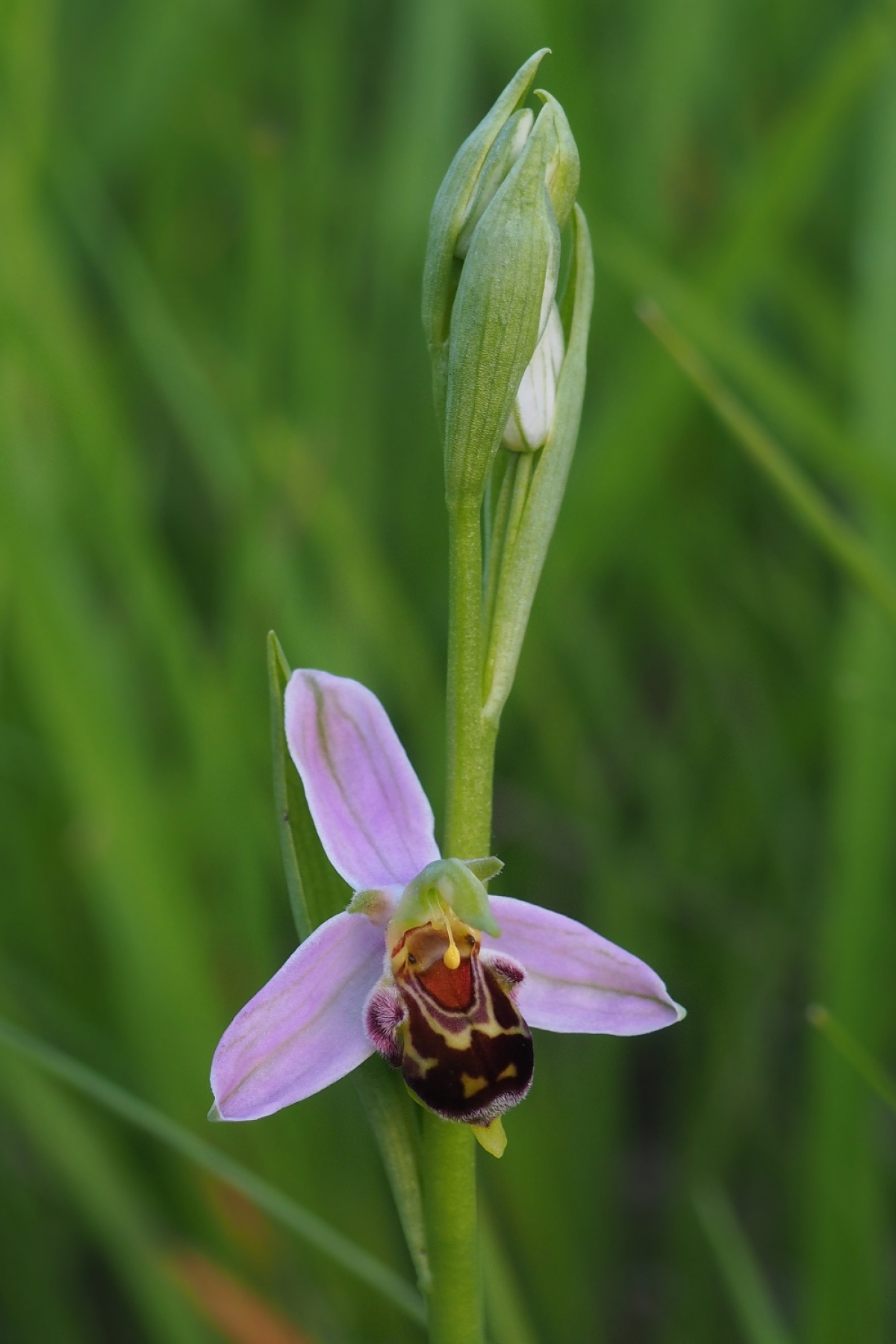 Ophrys apifera
