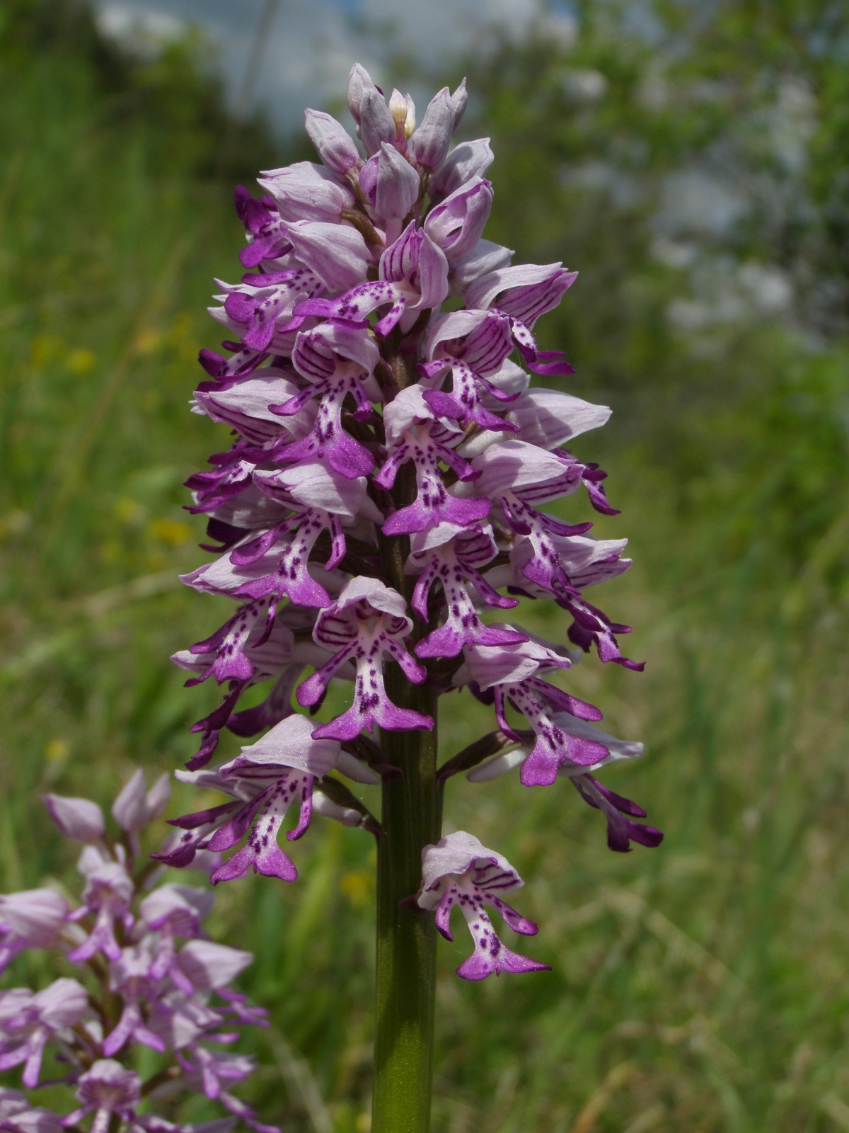 orchis militaris