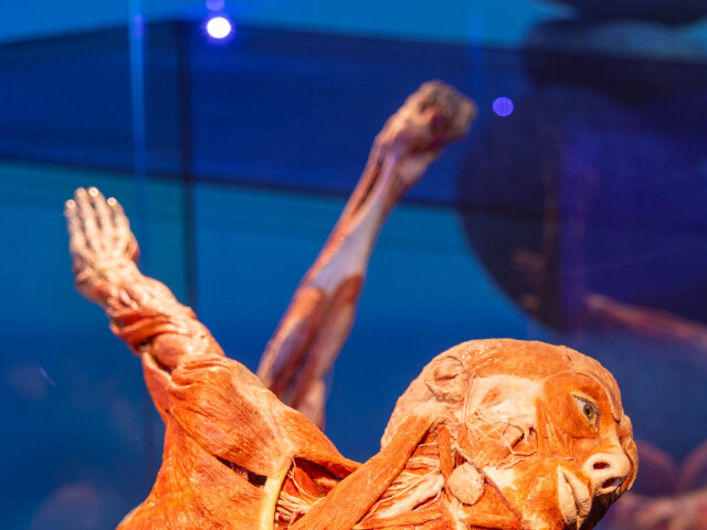 výstava Body Worlds, Centrum Nivy, plastináty