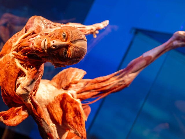 výstava Body Worlds, plastinácia