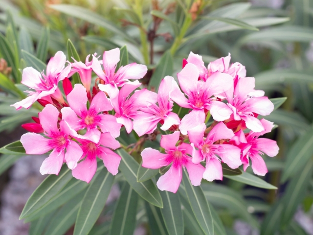 oleander