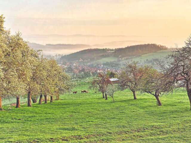 ovocné stromy, staré odrody
