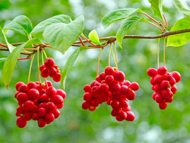 schizandra čínska