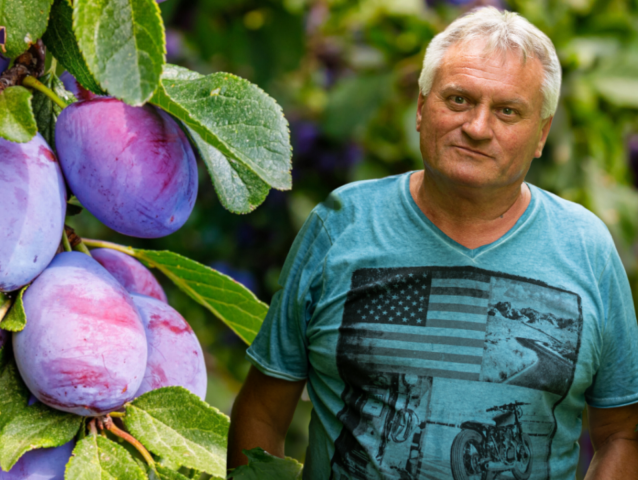 Ján Majzel, ovocinár, slivky
