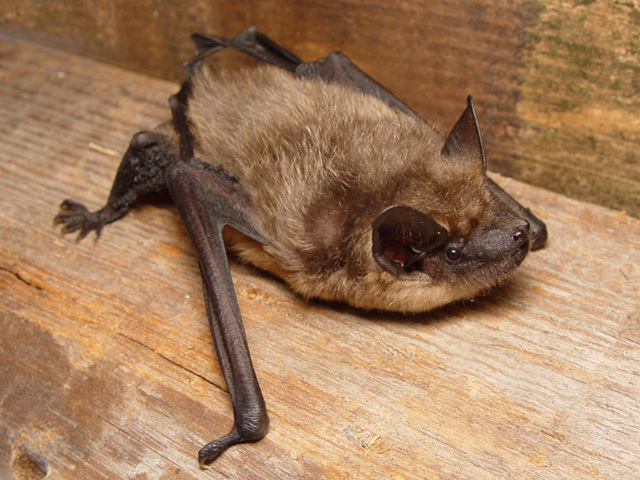 Eptesicus serotinus, netopier, Večernica pozdná