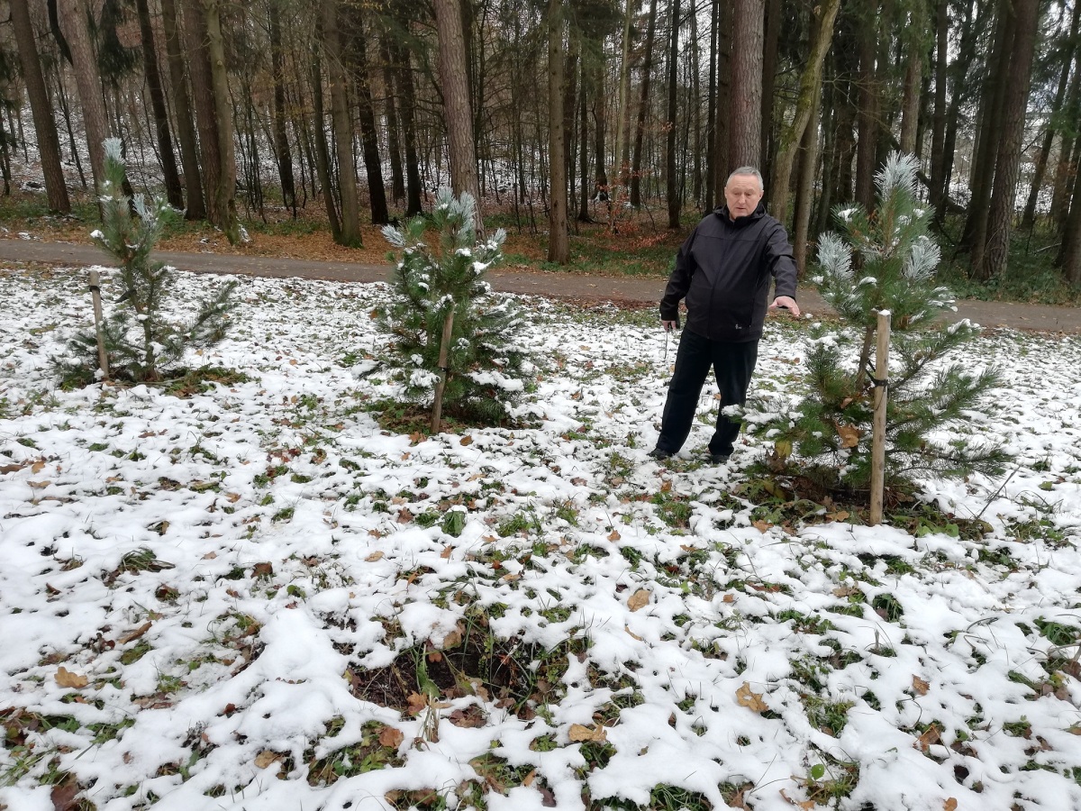 borovice, lesopark, Žilina