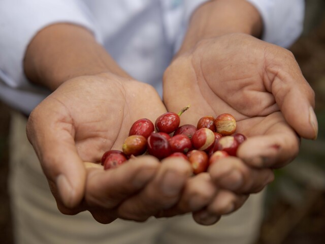 peru, kava catimor