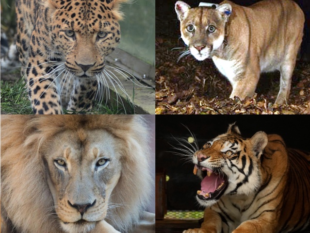 mačkovité šelmy, tiger, lev, mačka