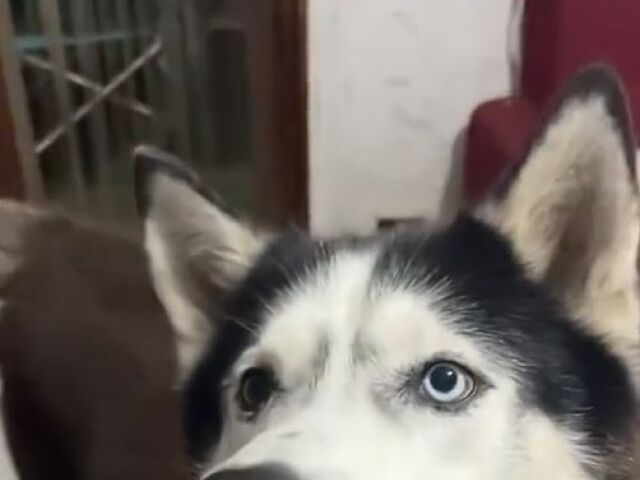 nepouz, husky, taliančina
