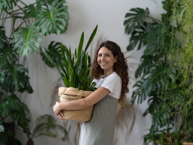 izbové rastliny, sansevieria, svokrin jazyk