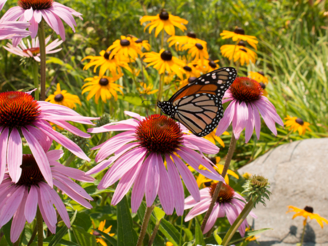 echinacea, motýľ