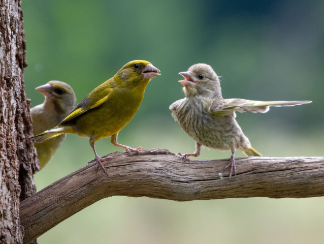 The Comedy Wildlife Photography Awards 2023 -NEPOUŽÍVAŤ!