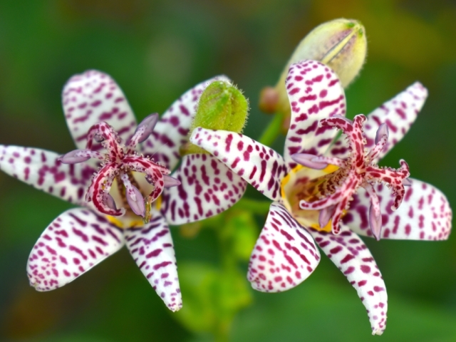Tricyrtis hirta