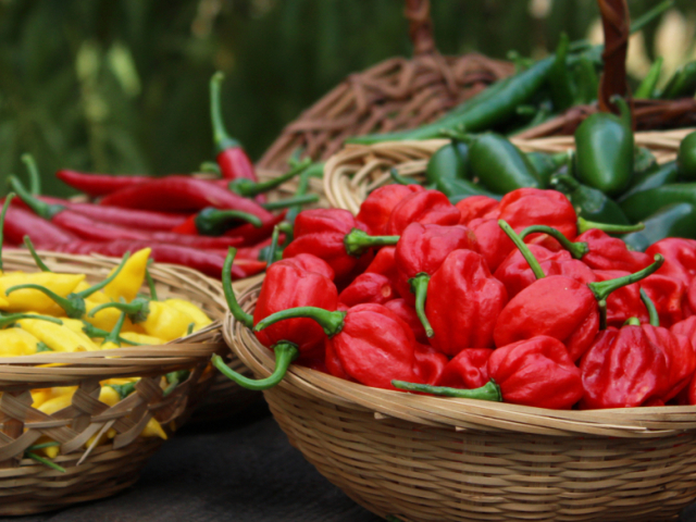 čili paprička, čili, Habanero