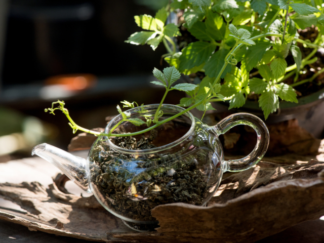 jiaogulan, neprvý ženšen, Gynostemma pentaphyllum