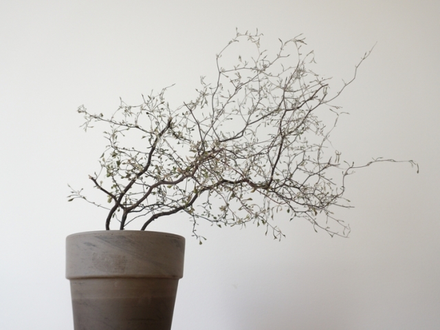 korokia, corokia cotoneaster