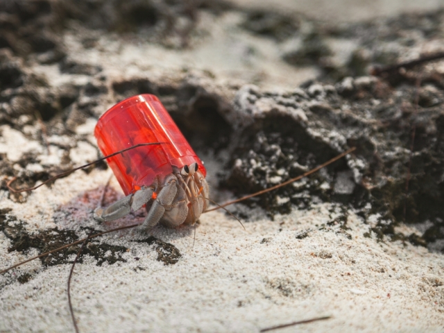 krab