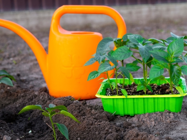 paprika, priesady