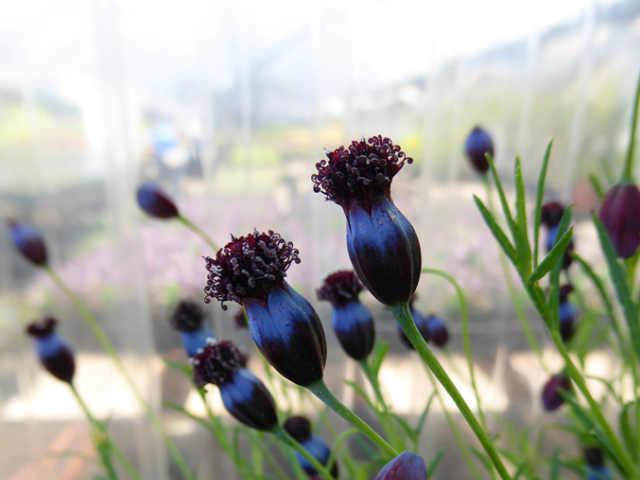 pipicha, Porophyllum linaria