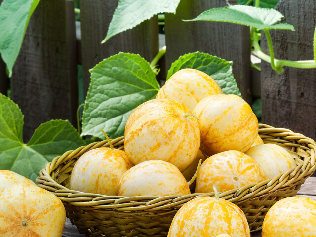 Lemon Cucumber