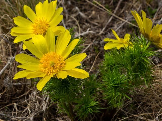hlaváčik jarný, Adonis vernalis