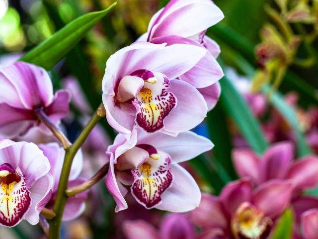 orchidey, orchidea