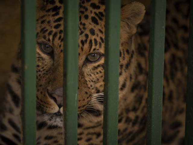 leopard zviera