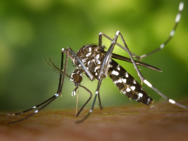 CDC-Gathany-Aedes-albopictus-1  1 