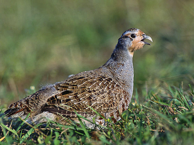 Perdix perdix  Marek Szczepanek 