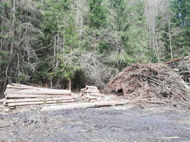 kalamita, lykožrút, Čierny Balog