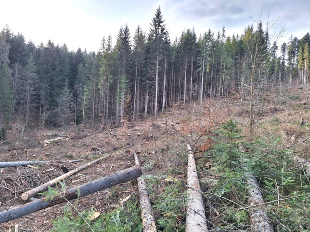kalamita, lykožrút, Čierny Balog