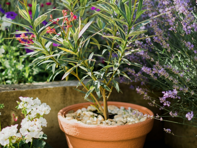 oleander