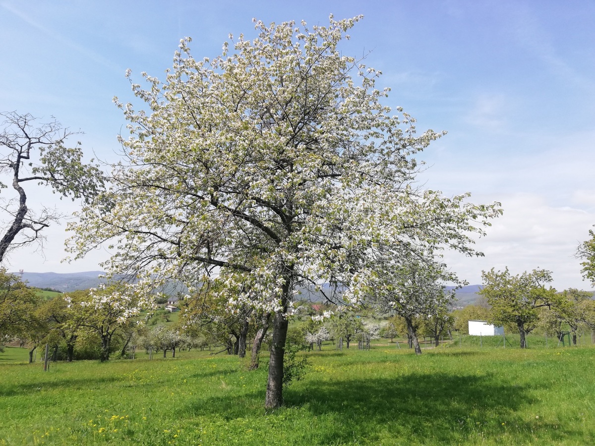 čerešňa, sad, Krupina