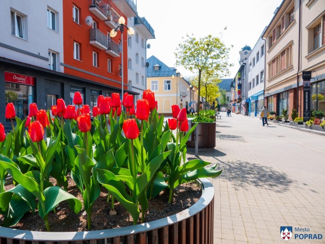 Poprad / Tulipány /