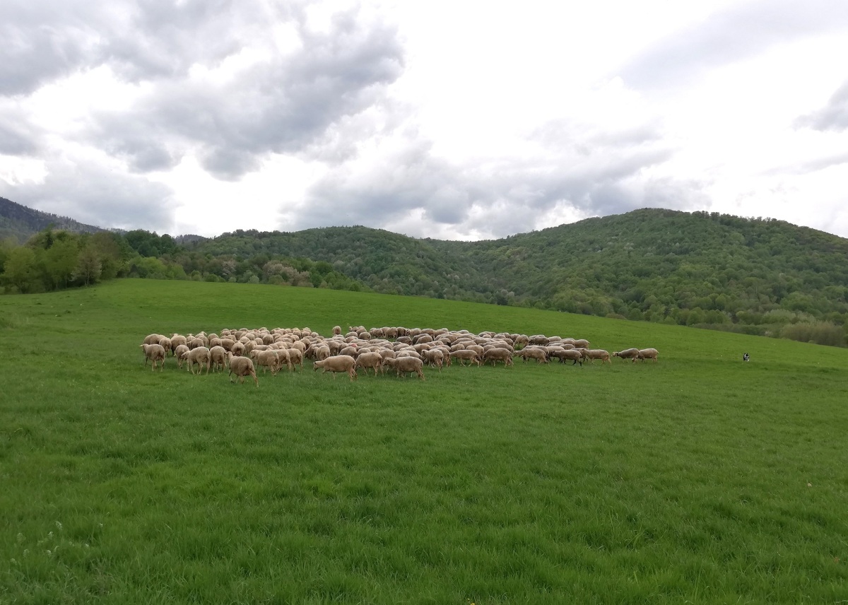 ovce, Muránska planina
