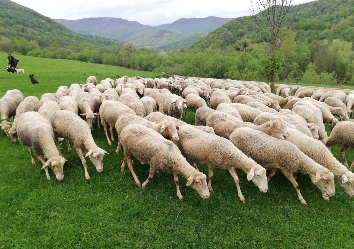 ovce, Muránska planina