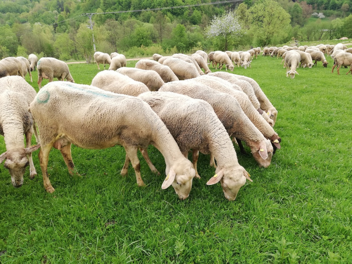 ovce, Muránsky salaš