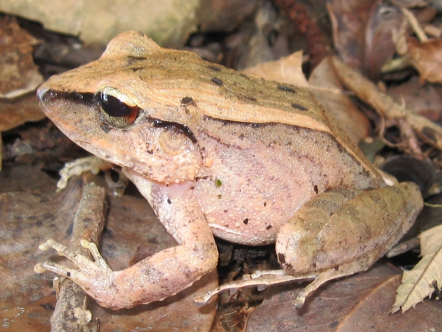Haddadus binotatus