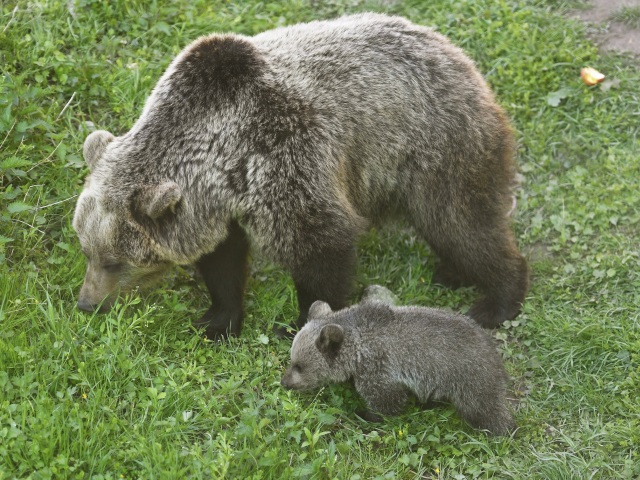 Medveď